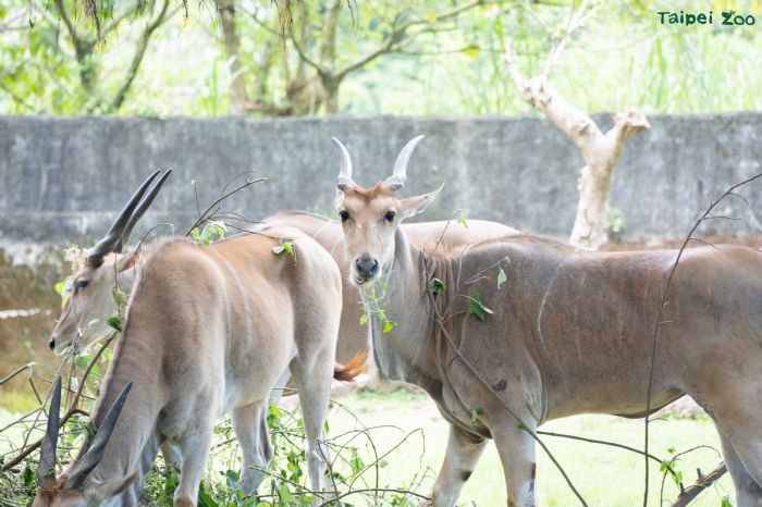 臺北市立動物園休園維護期間動物悠閒養精蓄銳,員工忙翻修剪更新環境 臺北市立動物園休園維護期間動物悠閒養精蓄銳,員工忙翻修剪更新環境